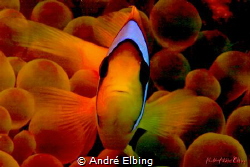 clown Fish in nice colour arrangement by André Elbing 